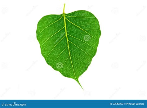 Sacred Fig Pipal Tree Stock Photography | CartoonDealer.com #152544830