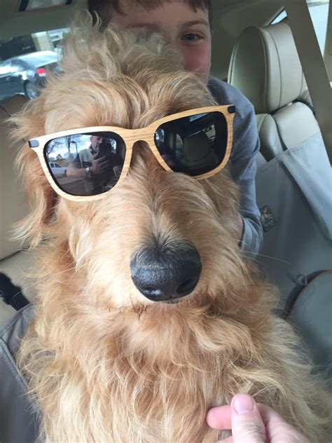 My dog thinks he's Alf : r/aww