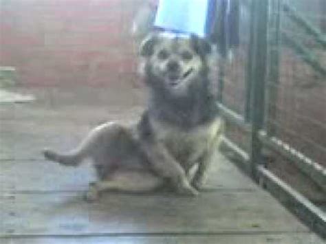 masturbacion animal - YouTube