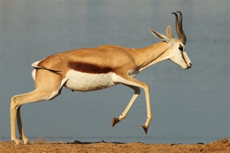 707 Gazelle Running Photos - Free & Royalty-Free Stock Photos from ...