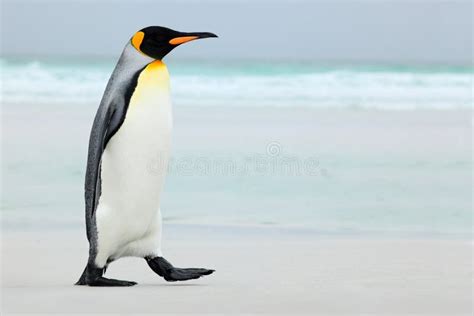 Grand Pingouin De Roi Allant à L'eau Bleue, L'Océan Atlantique En ...
