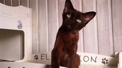 Бурманский котенок Элли 🥰 - YouTube
