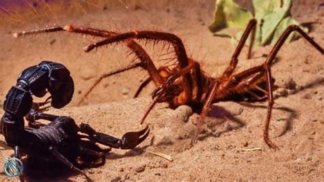 Camel Spider Vs Snake