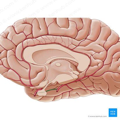 Posterior communicating artery: Anatomy, function | Kenhub