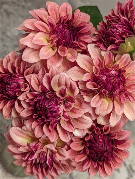 mocha katie  rooted cutting lyon park dahlias