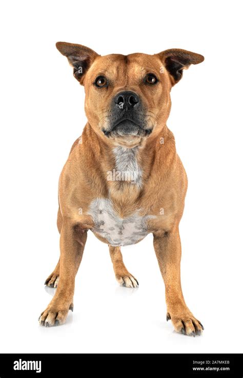 staffordshire bull terrier in front of white background Stock Photo - Alamy