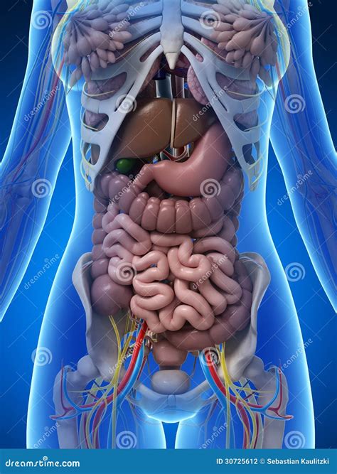 Female Anatomy Stock Photography - Image: 30725612
