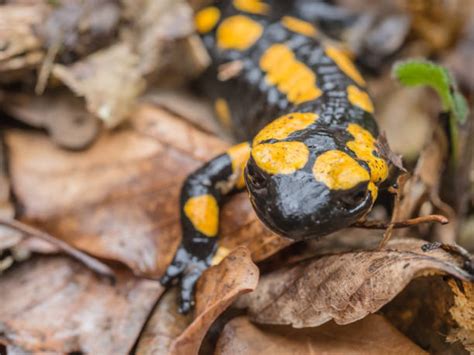 1,000+ Fire Salamander Habitat Stock Photos, Pictures & Royalty-Free ...