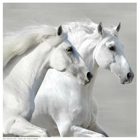 Про100 красивые ЛОШАДИ (группа в Одноклассниках) | White horses, Horses ...