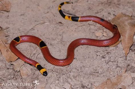 Texas Coral Snake - Facts, Diet, Habitat & Pictures on Animalia.bio