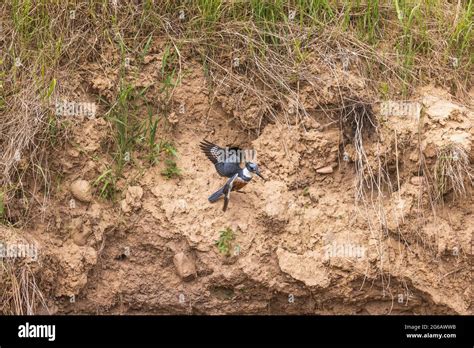 Belted kingfisher nest hi-res stock photography and images - Alamy