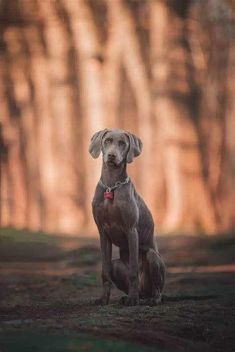 The Vizsla Weimaraner Mix - Your Ultimate Breed Information Guide ...
