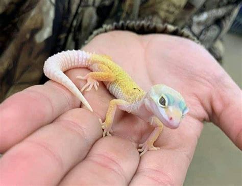 Pastel-colored lizard, gecko... From Facebook