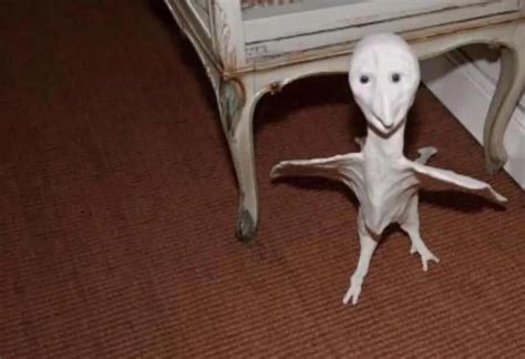 time  harvest plorp rambien