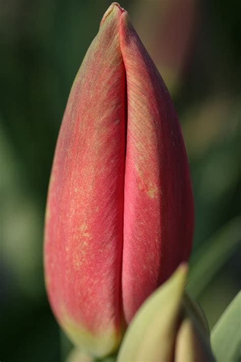 Tulip Bud Free Photo Download | FreeImages