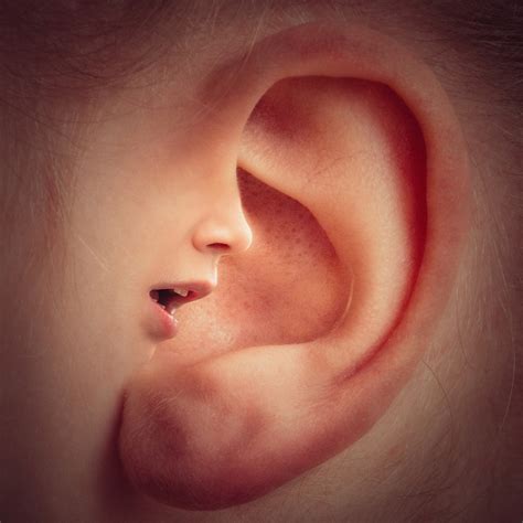 10 Interesting Facts About Ears - Facts Ghost