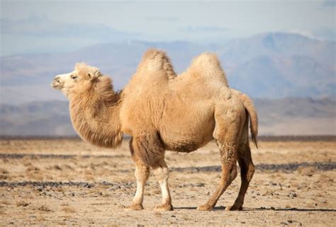 List of 65 Asian Animals Found in Asia - Facts.net