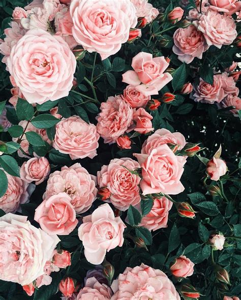 Pink Roses Aesthetic Wallpapers - Wallpaper Cave