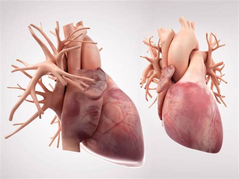 affect  heart