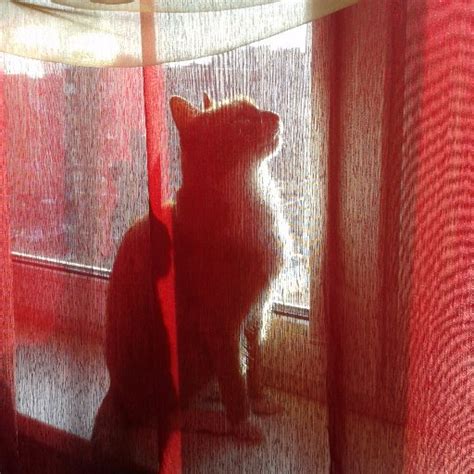 Кузькина Мама (@Gusena2808) | Twitter