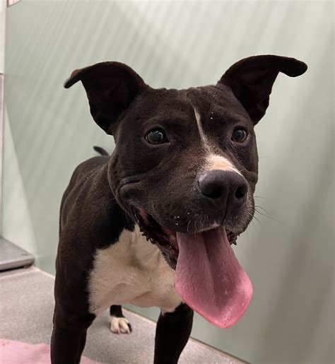 Meet Rusty! 3 years old... - Lincoln County Animal Services | Facebook