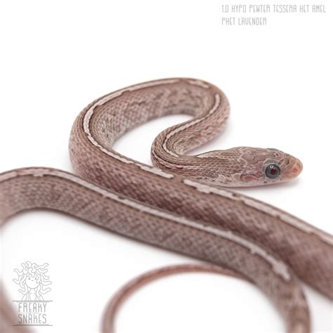 Статьи сообщества Freaky snakes - маисовые полозы и другие змеи | ВКонтакте