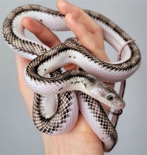 white sided black rat snake | Rat snake, Pet snake, Cute reptiles