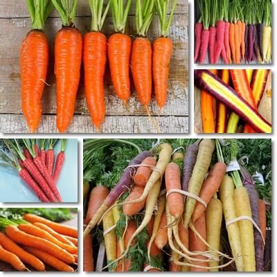 carrot colors nutrition natureword