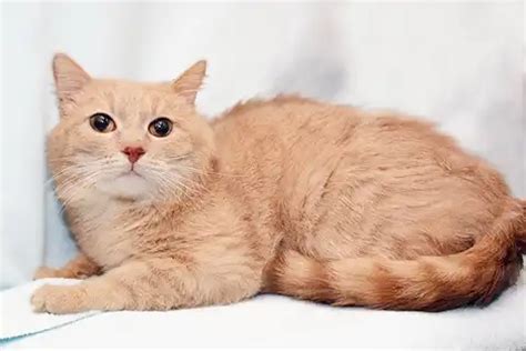 Окрасы кошек: классификация