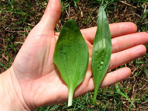Patlagina, planta plina de beneficii! Cat bine iti face daca o mananci