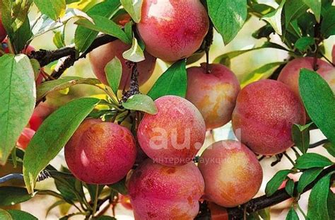 Слива Алтайская Юбилейная — купить в Красноярске. Фрукты и орехи на ...