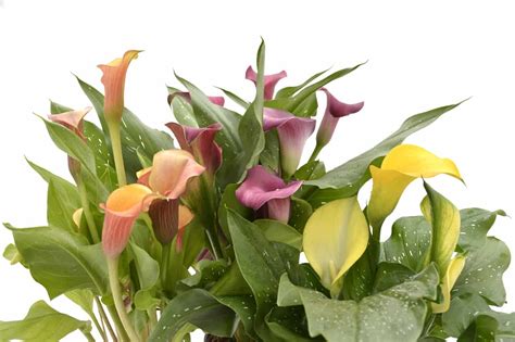 Zantedeschia Hybrids Mixed | Lifestyle Home Garden Online Store