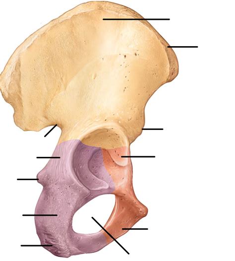 hip lateral diagram quizlet