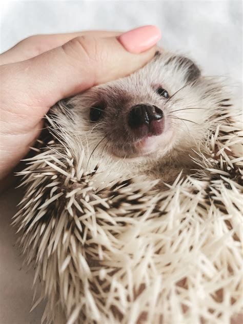 Hedgehog | Cute animals, Cute creatures, Cute hedgehog
