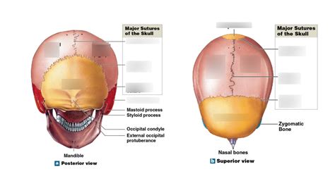 sutures of the skull Diagram | Quizlet