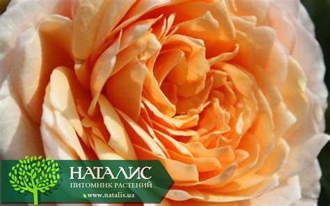 Роза английская плетистая 'Ginger Syllabub' (Джинджер Силлабаб ...