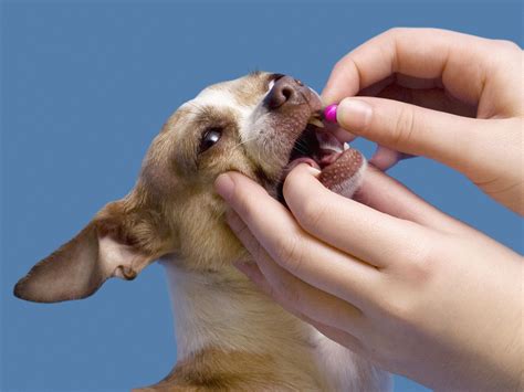 How Do You Give A Dog A Pill Capsule