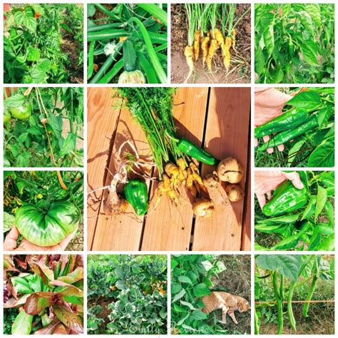 Baker Creek Heirloom Garden Seeds ~ Review | Emily Reviews