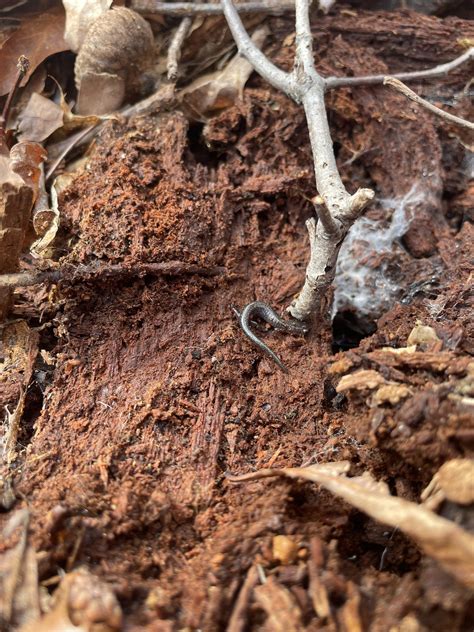 Saw a little baby Jefferson’s salamander on my walk today : r/salamanders