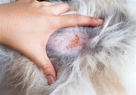 What Causes Scabs On Dogs Skin