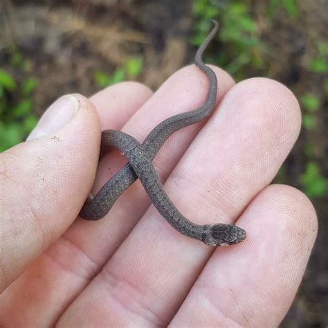 dekays brown snake facts description diet  pictures