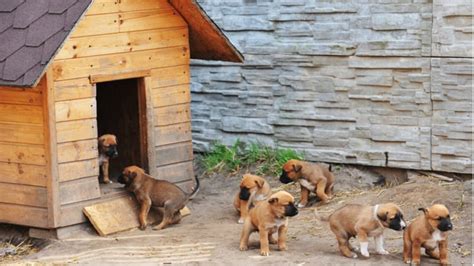 Best outdoor dog kennel | Pyracantha.co.uk