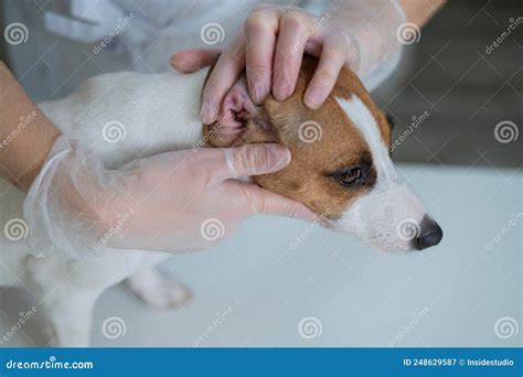 The Veterinarian Examines the Dog& X27;s Ears. Jack Russell Terrier Ear ...