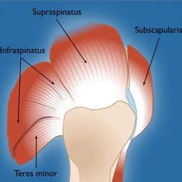 The Rotator Cuff - Revolution Rehab