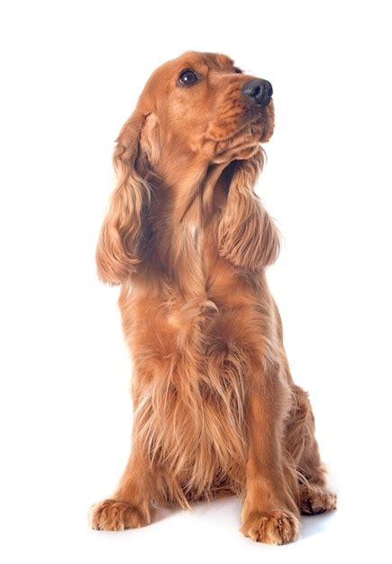 premium photo english cocker