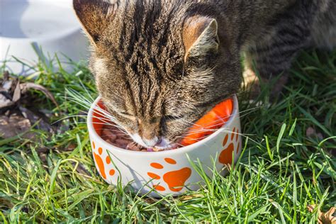 Free Images : grass, feed, bowl, food, kitten, eat, delicious, fauna