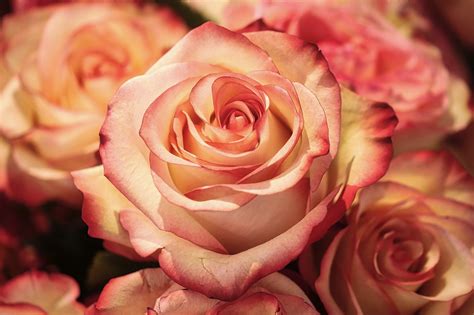 Más de 500 000 imágenes gratis de Flores Rosas y Rosas - Pixabay