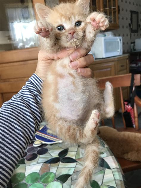 I don't think you're ready. For this belly. : r/kittens