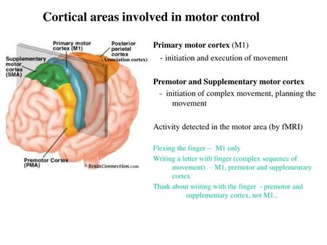 PPT - Motor cortex PowerPoint Presentation, free download - ID:895708