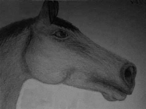 horse drawing  floodgrunt  deviantart
